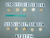 藏品(芋螺貝)的圖片